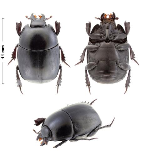 Margarinotus graecus horni
